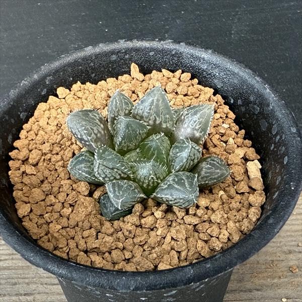 と*)様 多肉植物 ハオルチア ミラーボール錦　 糊斑　変異系 全面窓 特選　超 と*)様 多肉植物 ハオルチア ミラーボール錦 糊斑 変異系 全面窓